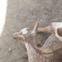 گمشده