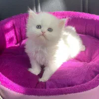 دنیای گربه های|گربه|رشت, چله خانه|دیوار