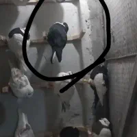 کفتر گمشده کرواتی