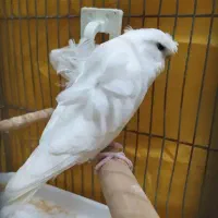 خرید و فروش مرغ عشق