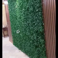 داوطلب گل و گیاه