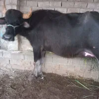 گاومیش تازه زائده