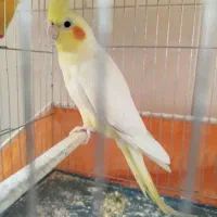 عروس هلندی