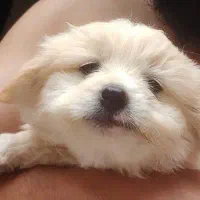 توله سگ شیتزو