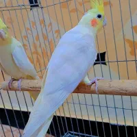 عروس هلندی نر