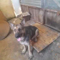 واگذاری رایگان سگ ژرمن نر|سگ|لنگرود, |دیوار