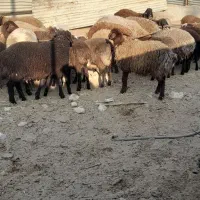 بره|حیوانات مزرعه|پیشوا, |دیوار