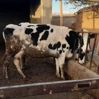 گاو شیری و گوساله نر