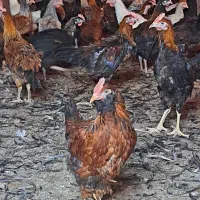 جوجه خروس و جوجه مرغ محلی اصل|حیوانات مزرعه|شیراز, ده پیاله|دیوار
