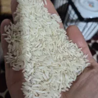برنج هاشمی گیلان درجه 1