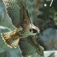 سیم کارت 0919