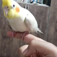 فروش عروس هلندی