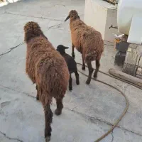 گوسفند ۳عدد