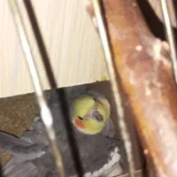 فروشی|پرنده|پردیس, فاز ۲|دیوار