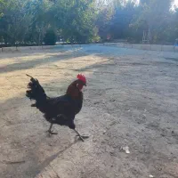 فروش خروس محلی|حیوانات مزرعه|رباطکریم, پرندک|دیوار