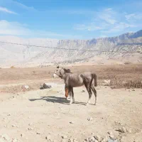 با سلام کره مادیون دوسال به فروش میرسد