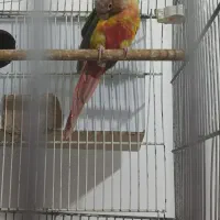 گیرینچیک آناناسی ماده