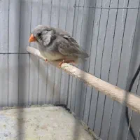 فنج انگلیسی