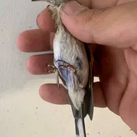 سهره درجه یک|پرنده|تهران, گمرک|دیوار