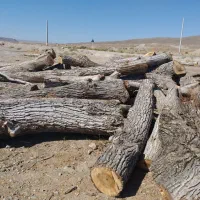 خرید و فروش چوب