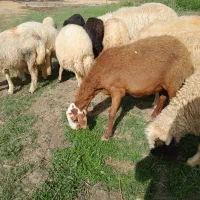 گوسفند .بره .بز.قوچ|حیوانات مزرعه|جوانرود, |دیوار