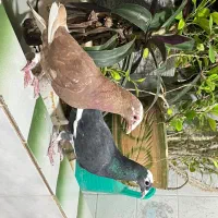 جفت پلاکی فروشب