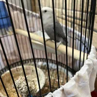 طوطی برزیلی