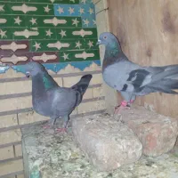 تعدادی کبوتر خوشگل..گوک وملقی.بم
