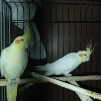 جفت عروس هلندی مولد درجه یک|پرنده|مشهد, نوید|دیوار