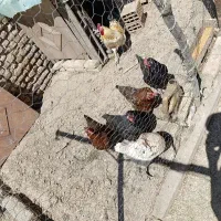 مرغ و خروس