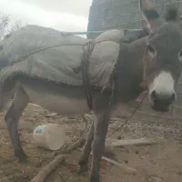 خره همه چیز تمام(عر عرک)