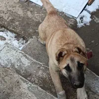 سگی|سگ|مرند, |دیوار