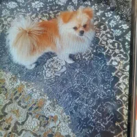 سگ پامرین پرتقالی نر