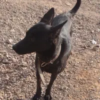 واگذاری مالینویز ماده شکم پر از نر تایگر