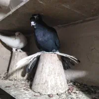 قره اغ گویروخ|پرنده|تبریز, |دیوار