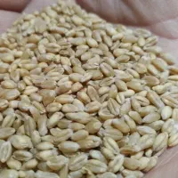 فروش بذر گندم