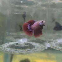 ماهی فایتر|ماهی|قزوین, |دیوار