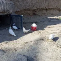 کفتر پرشین درجه یک|پرنده|ایرانشهر, |دیوار