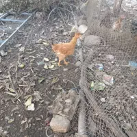 مرغ و خروس سالم|حیوانات مزرعه|شاندرمن, |دیوار