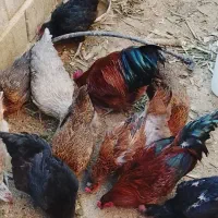 ۲ خروس|حیوانات مزرعه|شاهرود, |دیوار