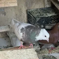 ماده طوقی گرفتنی جوان