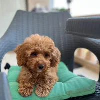 پودل ماده 6ماهه|سگ|گلوگاه, |دیوار