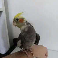 عروس هلندی نر اهلی