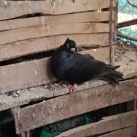 کبوتر صرب|پرنده|اصفهان, باغ زرشک|دیوار