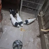 چهار عدد کفتر