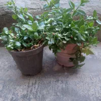 گل ناز یخی
