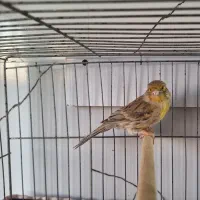 قناری ماده سبز آماده