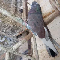 کفتر نر ۲۰۰