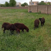 گوسفند بره دار کردستانی جوان