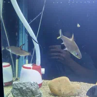 ماهی شارک|ماهی|میاندوآب, |دیوار